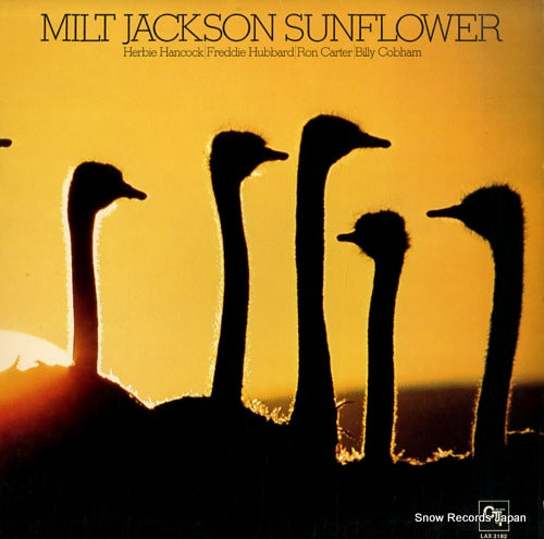 JACKSON, MILT sunflower LAX-3182