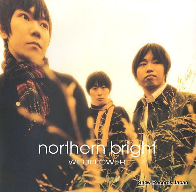 NORTHERN BRIGHT wildflower SYUM0139