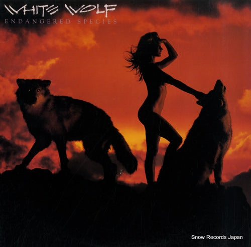 WHITE WOLF endangered species AFL1-9555