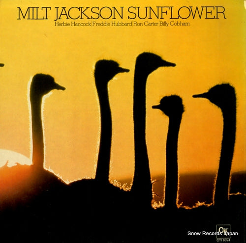 JACKSON, MILT sunflower CTI6024