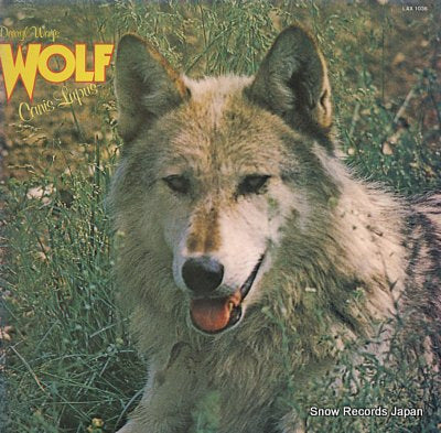 WOLF canis lupus LAX1036